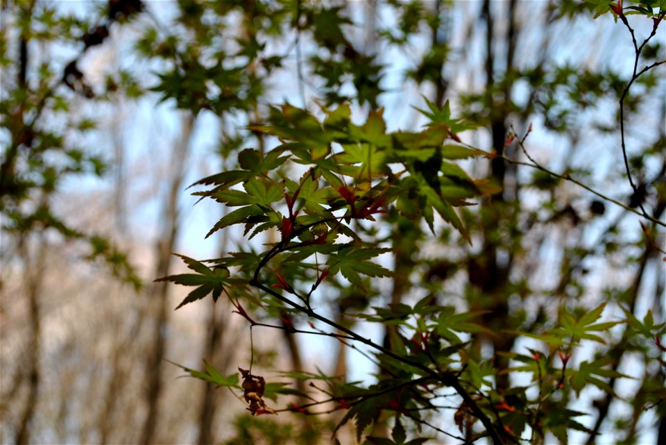 Younginsan Park Spring 2023