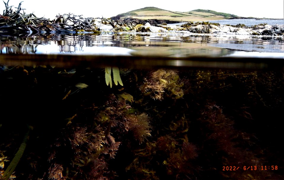 Rockpools, Greencliff, Abbotsham Cliffs , Westward Ho! North Devon. 13th June 2022