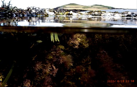 Rockpools, Greencliff, Abbotsham Cliffs , Westward Ho! North Devon. 13th June 2022