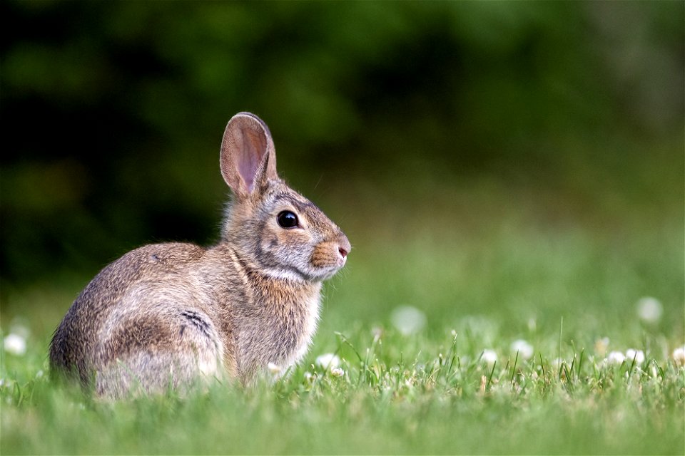 Eastern Cottontail Portrait