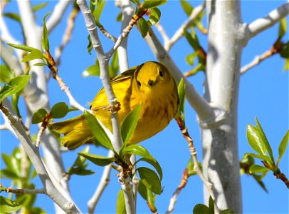 Yellow warbler on Seedskadee National Wildlife Refuge