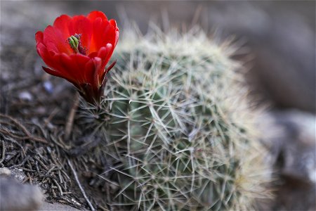 MAY 17: Claret cup cactus in the Mount Trumbull Wilderness photo