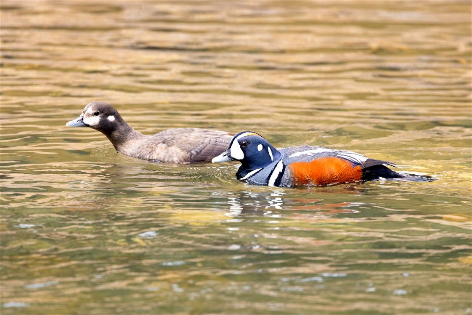 Harlequin duck (Histrionicus histrionicus) pair in Soda Butte Creek (2)
