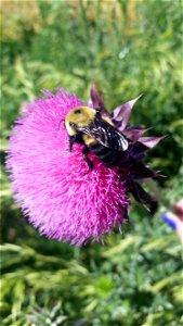 Brown-belted Bumble Bee Lake Andes Wetland Management District South Dakota photo