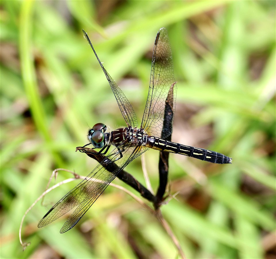 DASHER, BLUE (Pachydiplax longipennis) (05-29-2023) female, alligator river nat wildlife refuge, dare co, nc -01