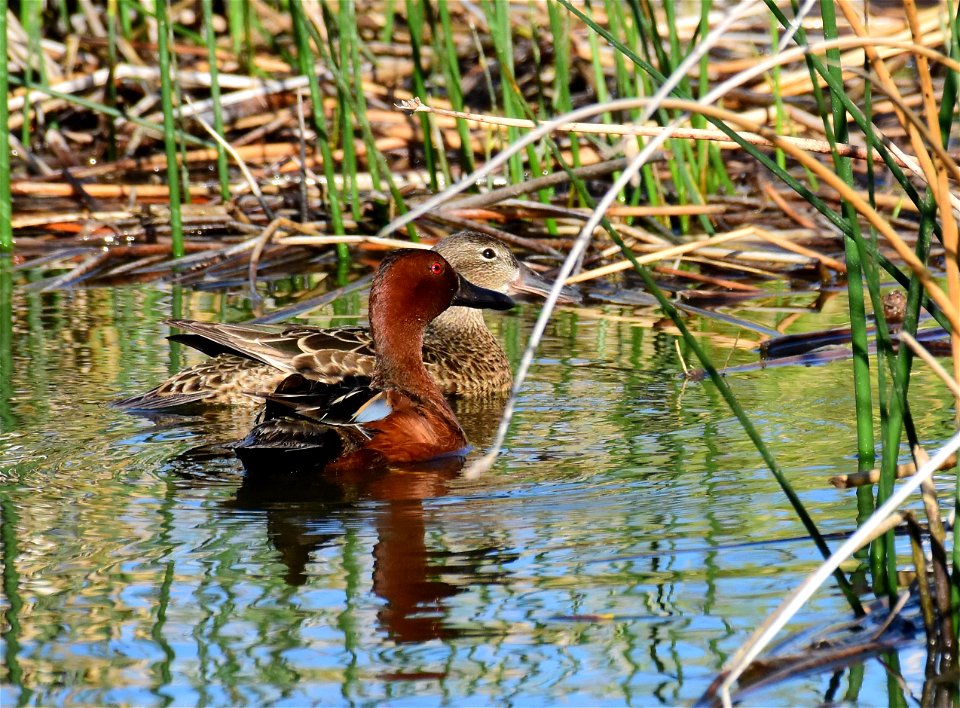 Cinnamon teal at Seedskadee National Wildlife Refuge