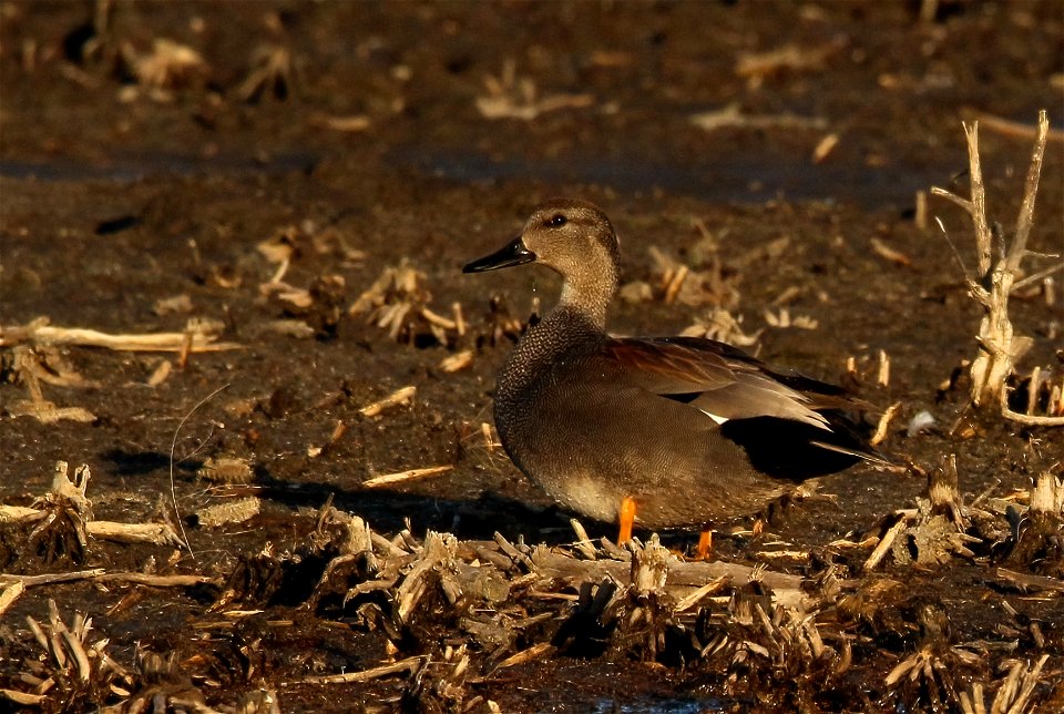Gadwall Drake Duck Huron Wetland Management District Huron SD