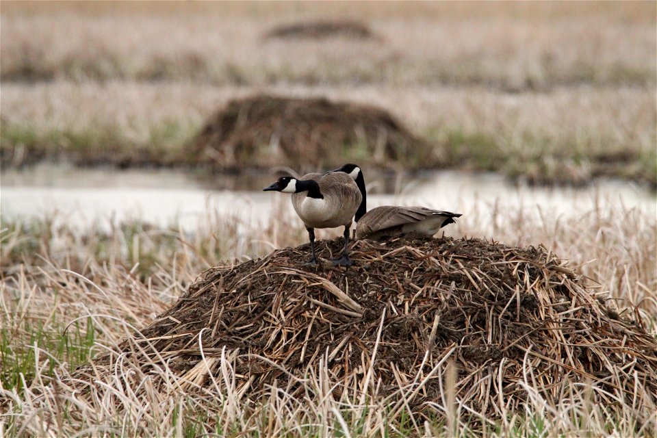Canada Geese Huron Wetland Management District