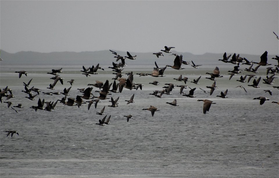 Brant at Izembek Lagoon