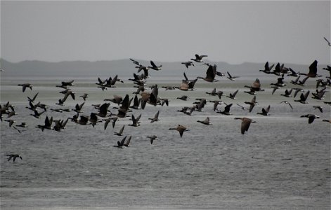 Brant at Izembek Lagoon