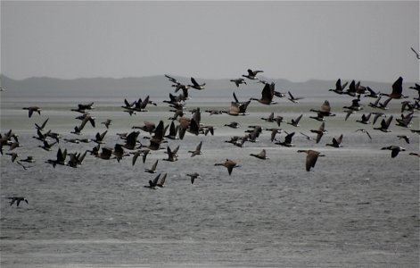 Brant at Izembek Lagoon photo