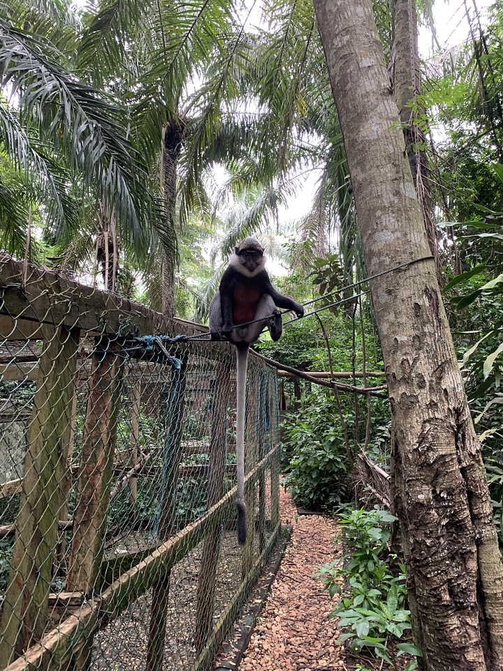 Monkey grimace jump