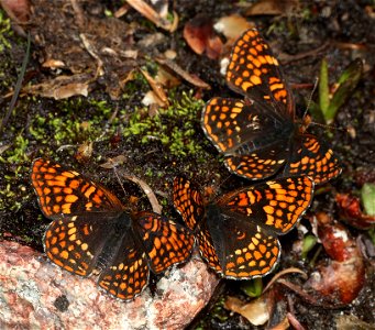 CHECKERSPOT, NORTHERN (Chlosyne palla) (07-19-2022) hart pass-slate peak, okanogan co, wa -01 photo