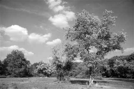 Park scene photo