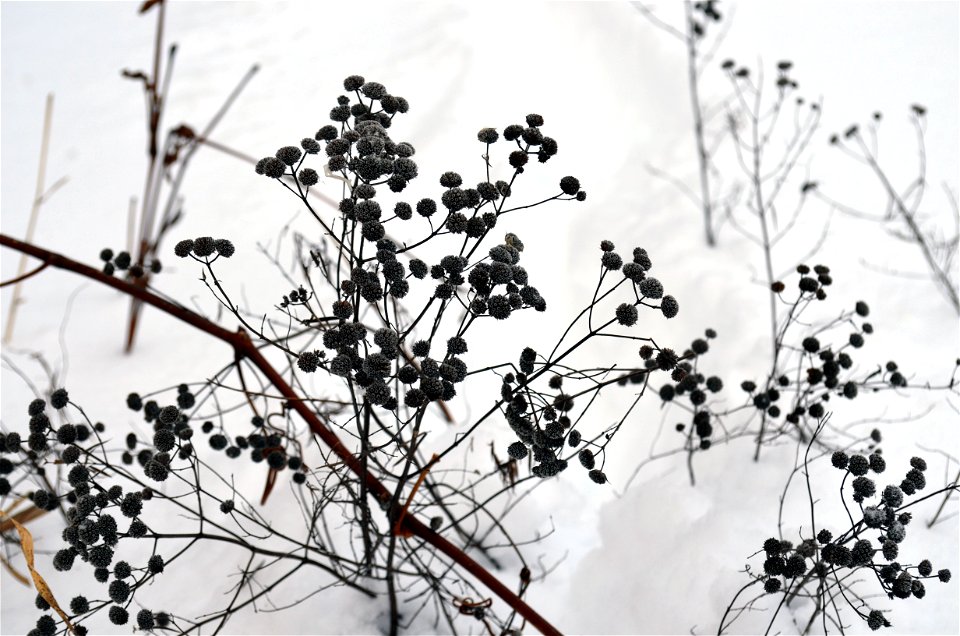 Winter mint