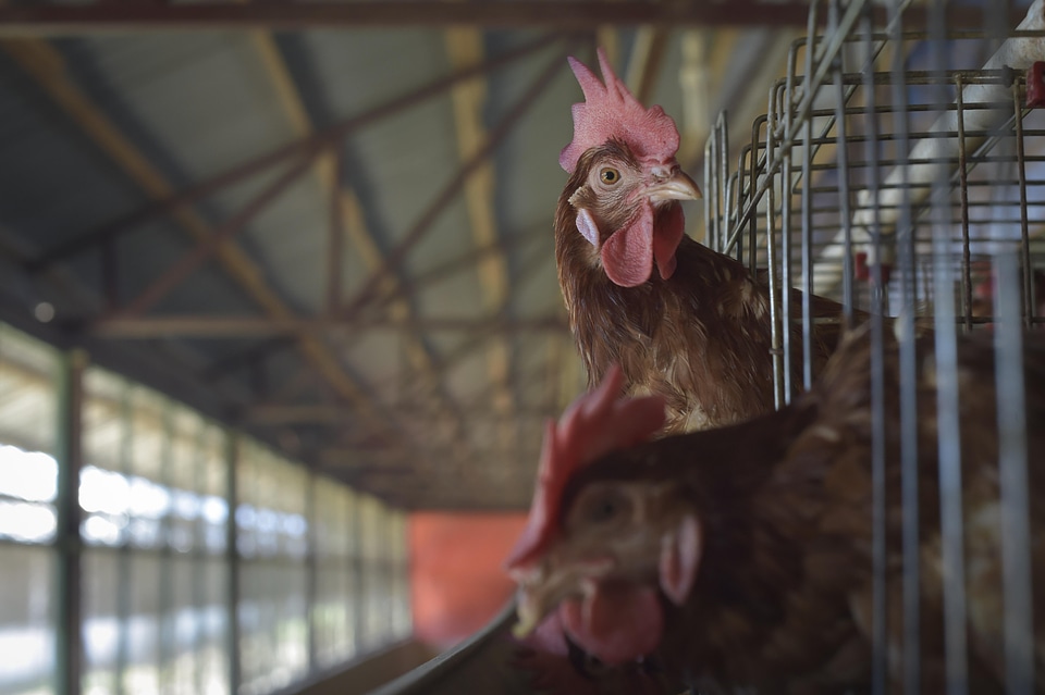 Hen rooster chicken coop