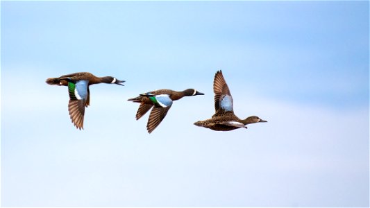 Blue-winged teal