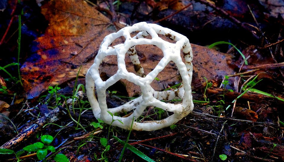 Basket fungi. photo