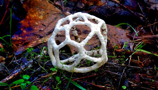 Basket fungi.