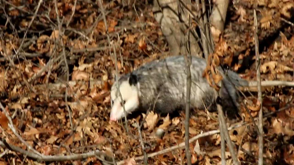 Opossum in Missouri photo
