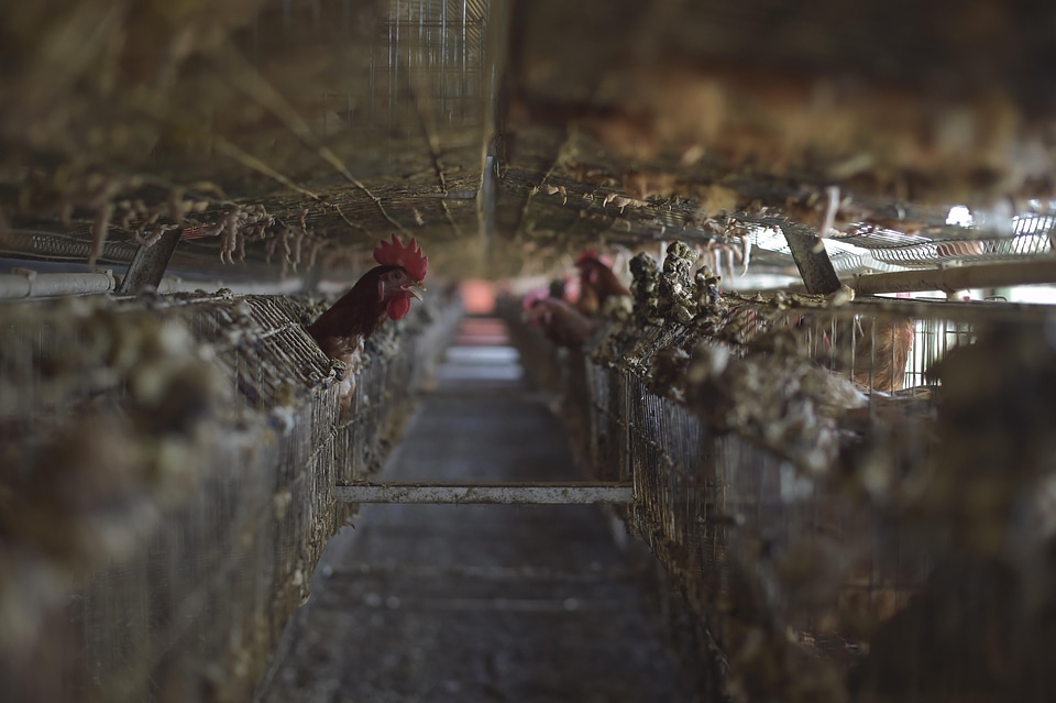 Hen rooster chicken coop