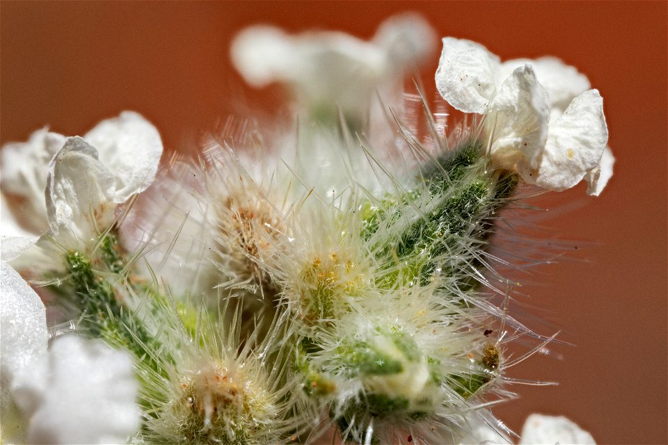 Oreocarya glomerata