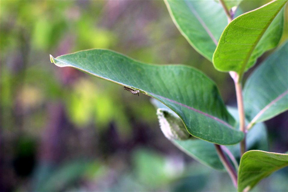 Monarch Caterpillar on Common Milkweed