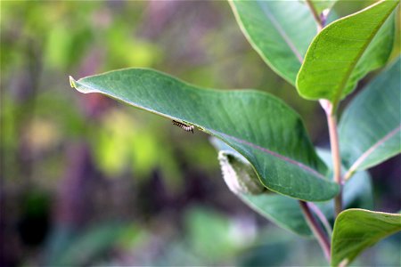 Monarch Caterpillar on Common Milkweed photo