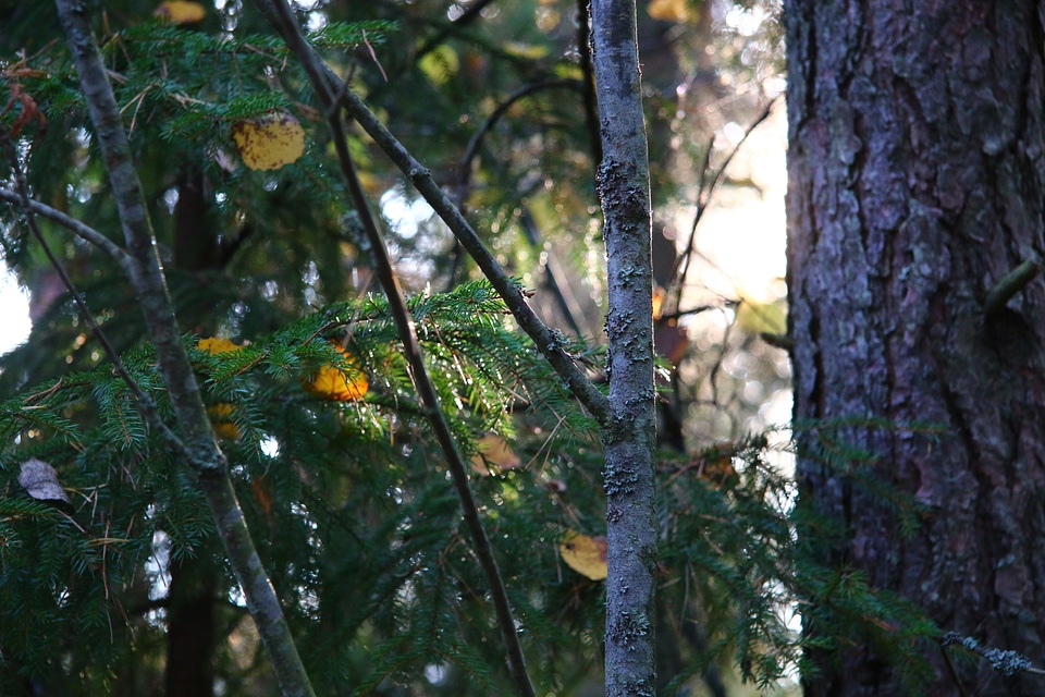 Forest autumn finnish