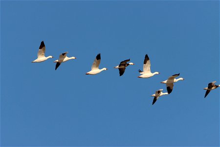 Light Goose Migration Huron Wetland Management District