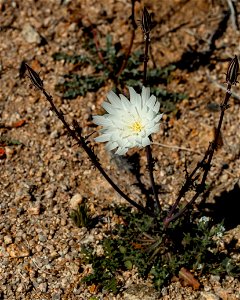 Desert Chicory photo