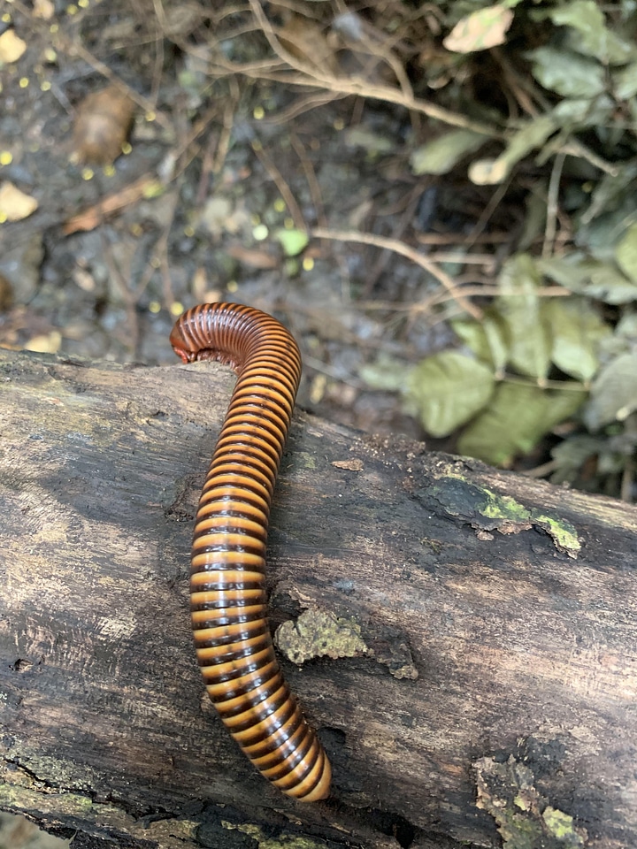 Animal millipede caterpillar