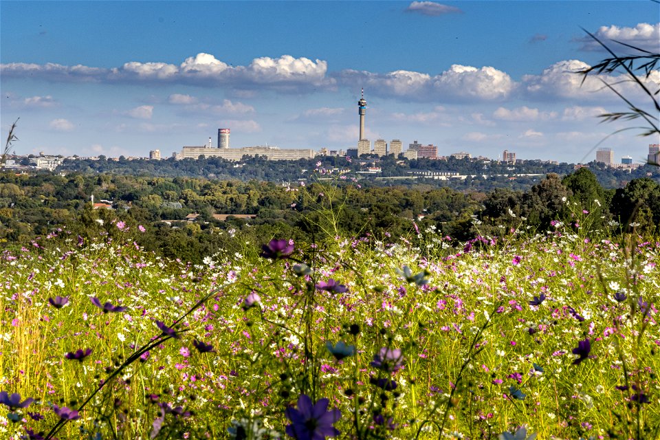 Joburg's Fields of Cosmos