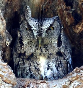 453b - MCCALL'S SCREECH-OWL (01-11-2023) national buttrtfly center, palmview, hidalgo co, tx -01