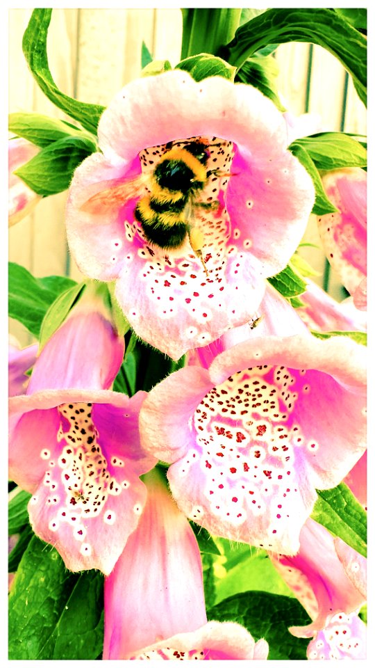 Bee in the Foxgloves