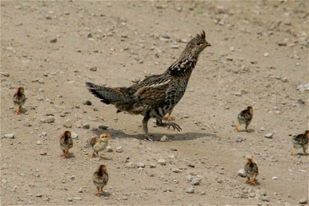 Ruffed Grouse with Chicks photo