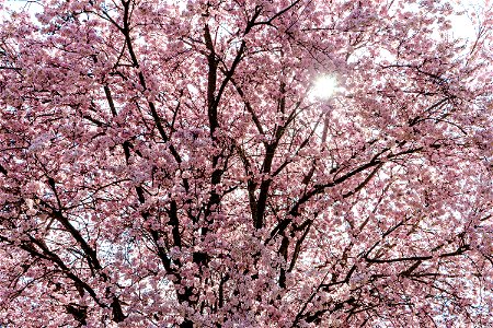 Blossom Tree MAIDSTONE Cemetery