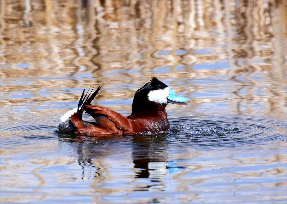 Ruddy duck at Seedskadee National Wildlife Refuge