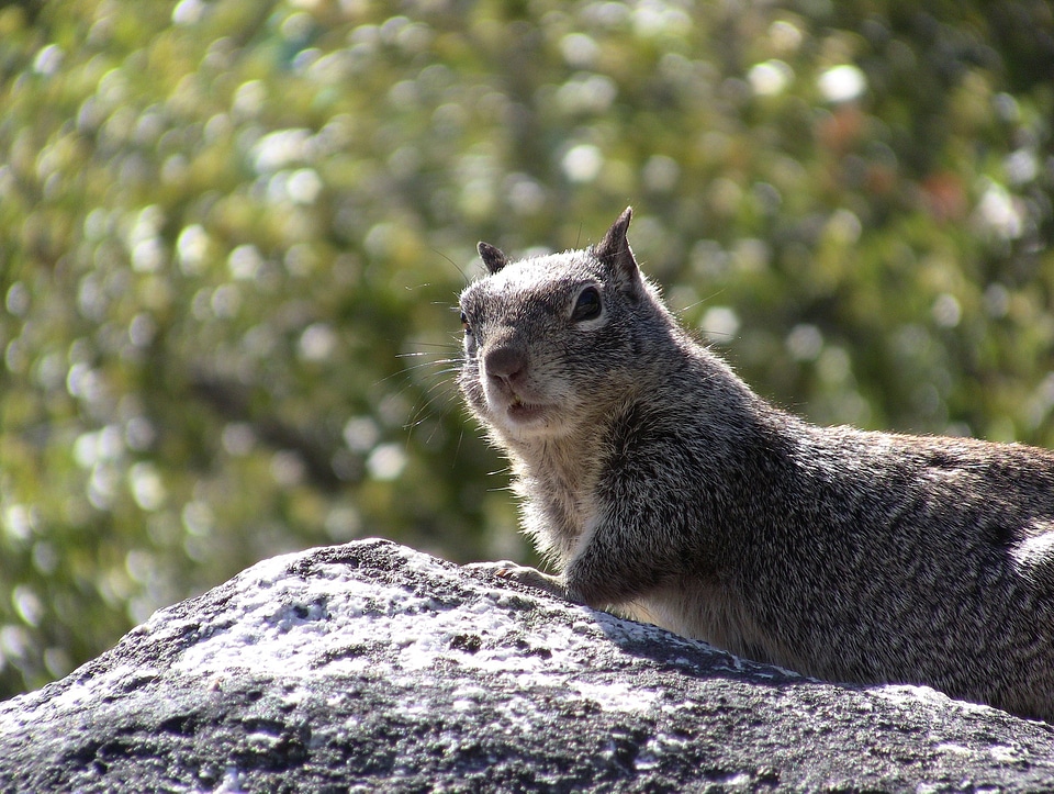 Wild zoology mammal