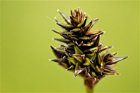 Carex illota photo