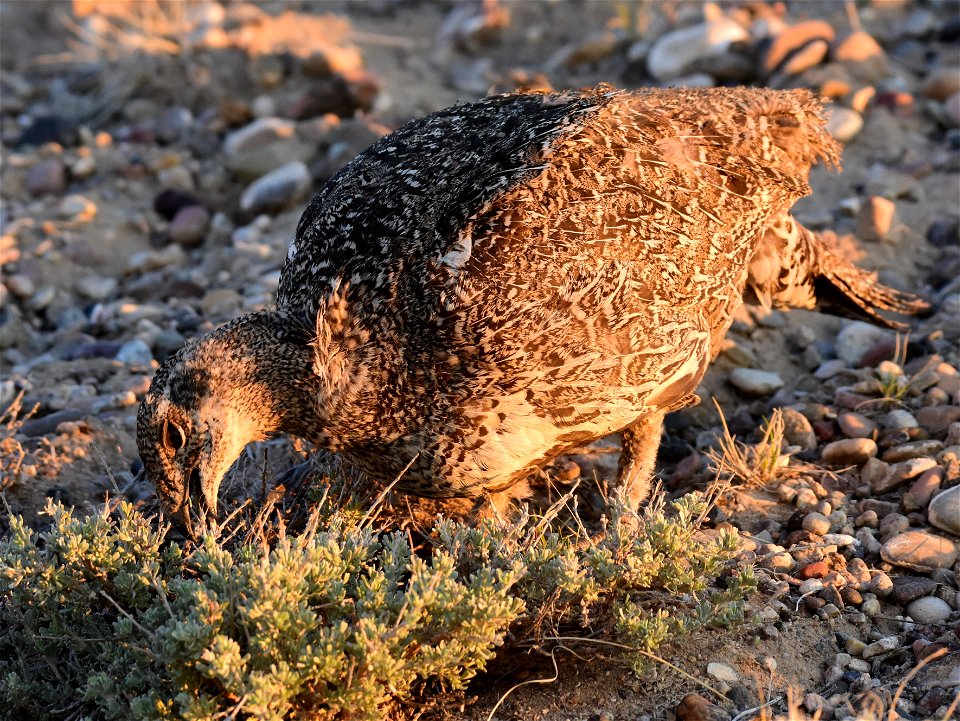 Greater sage-grouse at Seedskadee National Wildlife Refuge