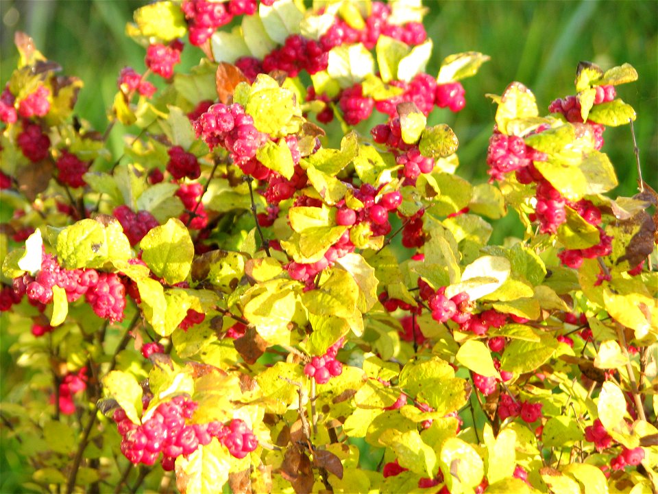 toamna2009_1123_085034