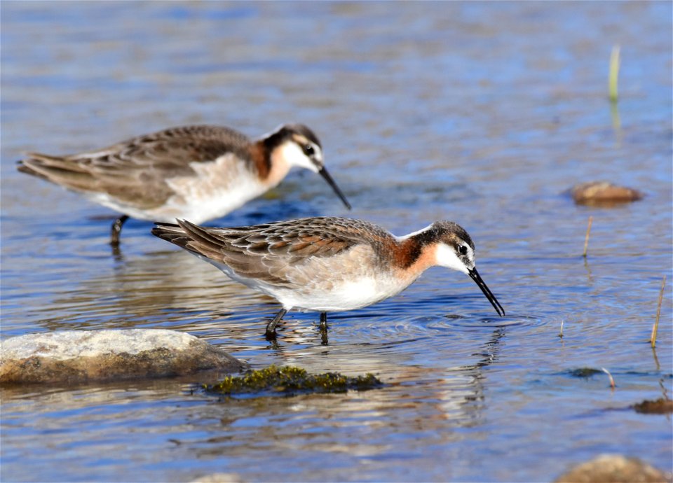 Wilson's phalarope at Seedskadee National Wildlife Refuge