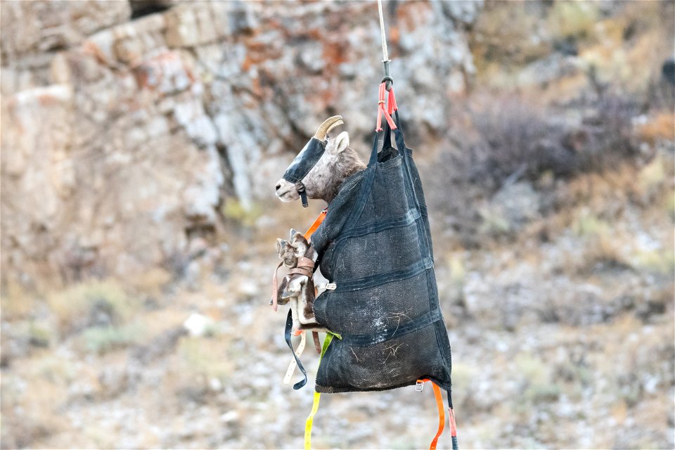 Bighorn Sheep Collaring Research