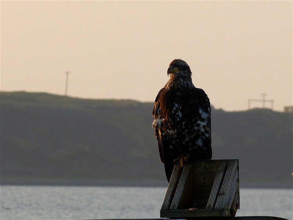 Immature Bald Eagle