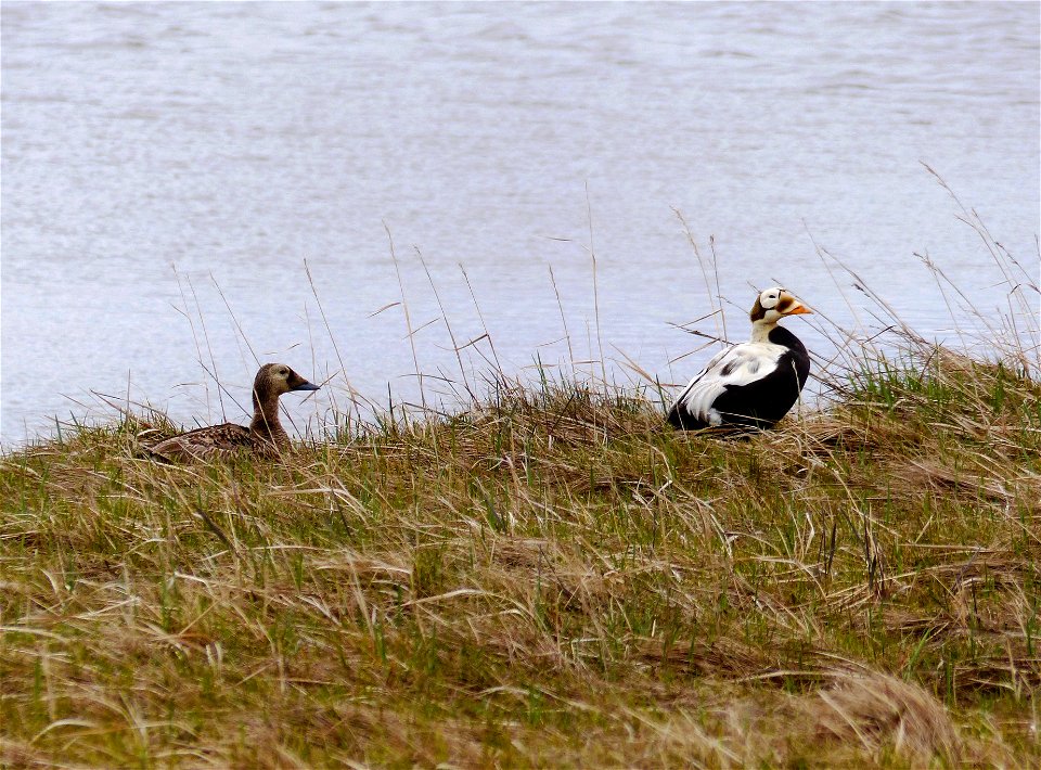 Spectacled Eider pair photo