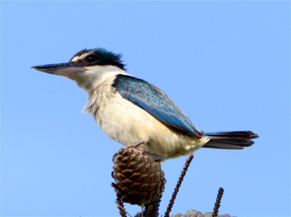 PC037451-kingfisher