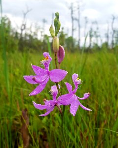 LakeMattamuskeet area plants ncwetlands SK (3) photo