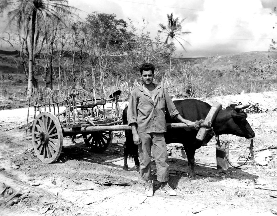 Pvt. Ben Lucas of 942 Green Bay Ave., Calumet, Ill. with a Jap ox and cart that he uses to haul ammunition on Saipan. June, 1944.