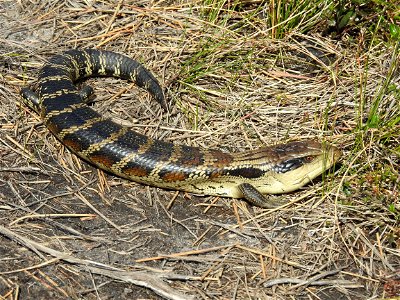 Eastern Blue-tongue lizard